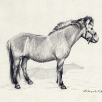 Norwegian Fjord Horse, 21x30 cm